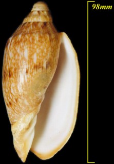 クチヒダコオロギ (ジャワニンギョウボラ) Cymbiola innexa small