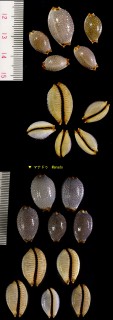サメダカラ 鮫宝 Staphylaea staphylaea small