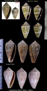 チレニアイモ Conus ventricosus small
