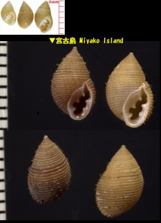 マキスジコミミガイ Laemodonta monilifera small