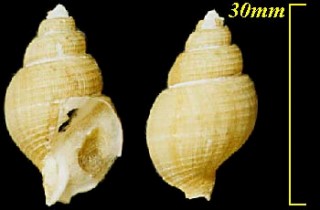 タマゴバイ Liomesus ooides small