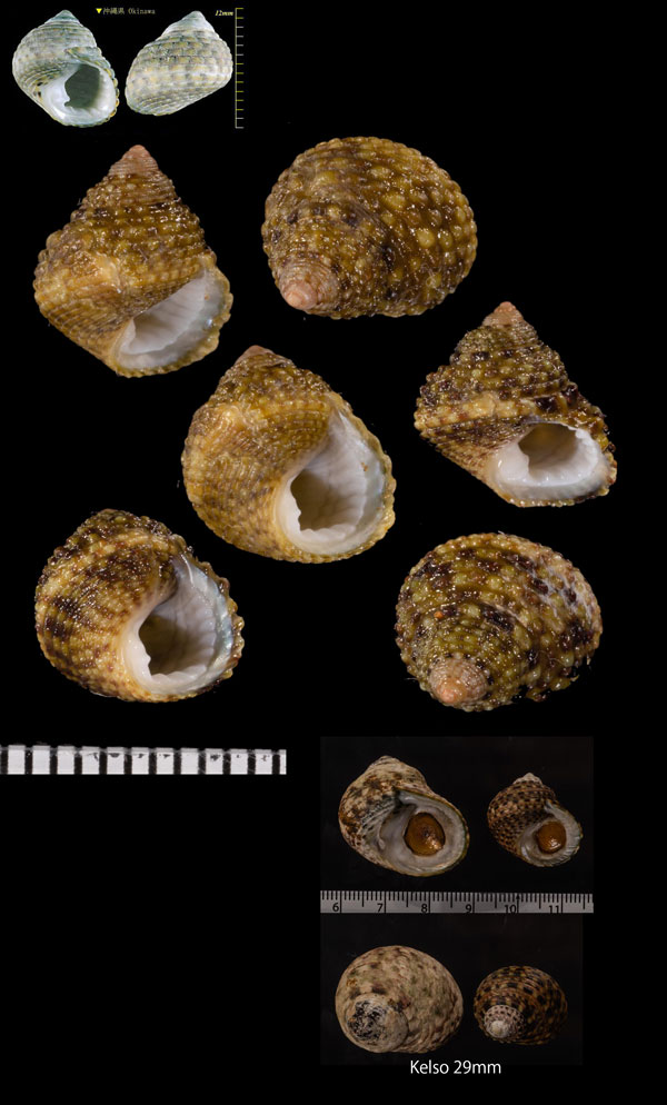 クサイロイシダタミ Monodonta australis small
