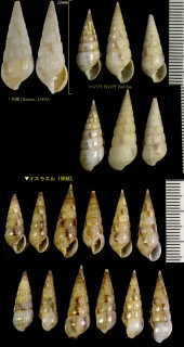 オオクチキレ Pyramidella sulcata small