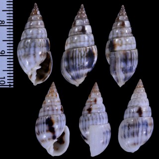 オオシイノミクチキレ Milda ventricosa small