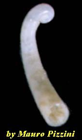 モヨウミジンツツ (幼貝) Pictocaecum japonicum small