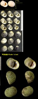 キバアマガイ 牙蜑貝 Nerita plicata small