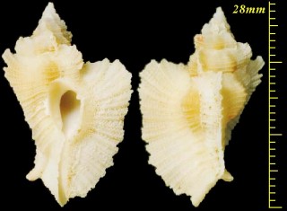 ヒレビロバショウガイ Pterynotus pellucidus small