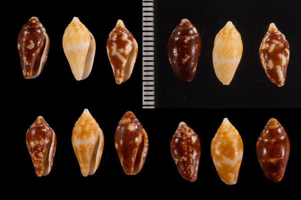 カリブタモト (仮称) Conella r000601 small