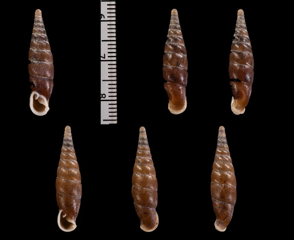 フツシギセル (仮称) Hemiphaedusa r000602 small