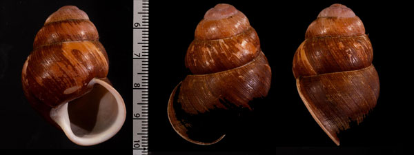 クチベニゴシキマイマイ cf. Helicostyla r000603 small