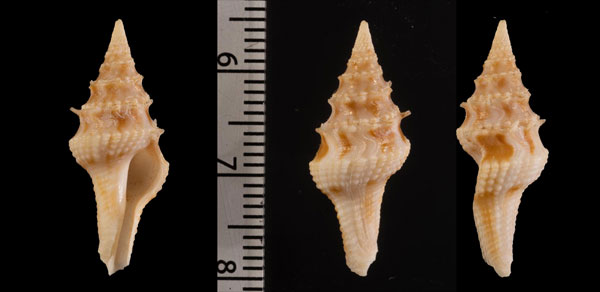 トゲトゲクダマキ Clavatula r000610 small
