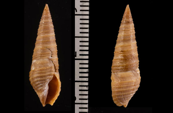 コゲシャジク Pulsarella r000612 small