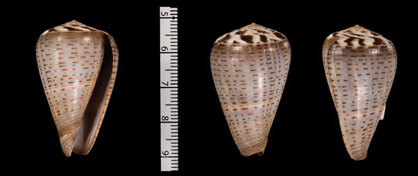 アオダイミョウイモ Conus r000613 small