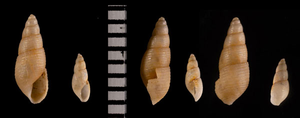 ノーナクチキレ (仮称) Syrnola r000615 small