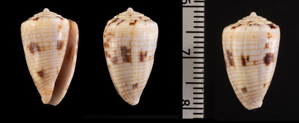 マダラレンガマキイモ Conus r000616 small