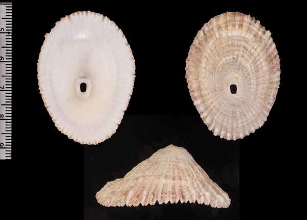 コウシテンガイ Diodora r000617 small