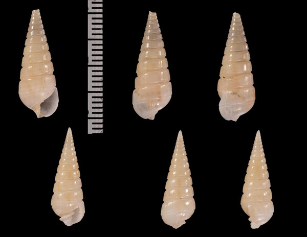 オオマキミゾクチキレ (仮称) Pyramidella r000620 small