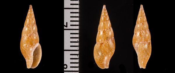 ヤリノホムギガイ Mitrella r000621 small