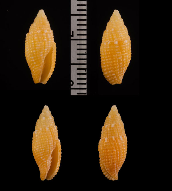 マダラキイロフデガイ (仮称) Strigatella r000622 small