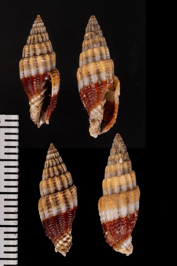 ハラオビツクシ Vexillum r000624 small