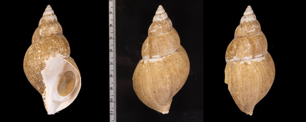 アキタバイ近似種? 未詳 Buccinum r000625 small