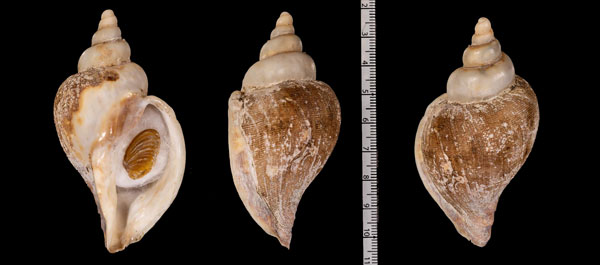 イトマキカミオボラ Lussivolutopsius r000626 small