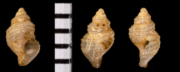 イトマキマンジガイ 未詳 Mangeliidae r000627 small