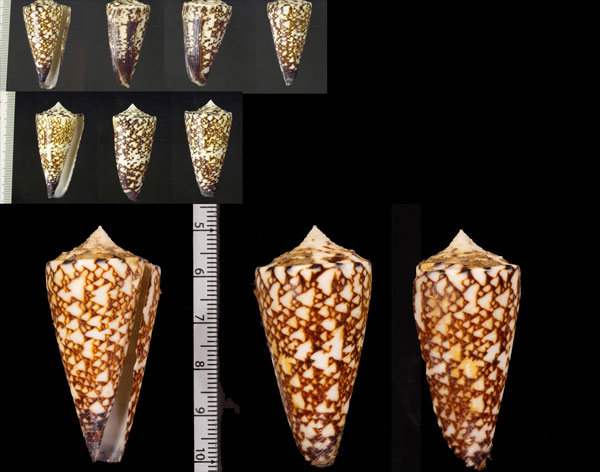 ダークシシュウミナシ (仮称) Conus r000629 small