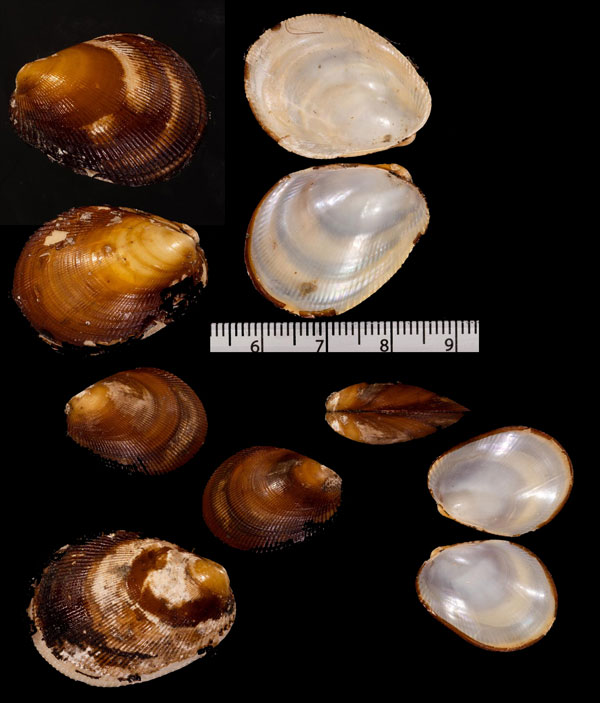 コキザミガイ Arvella r000630 small