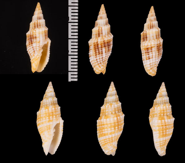 サルモネウムツクシ (仮称) Vexillum r000632 small