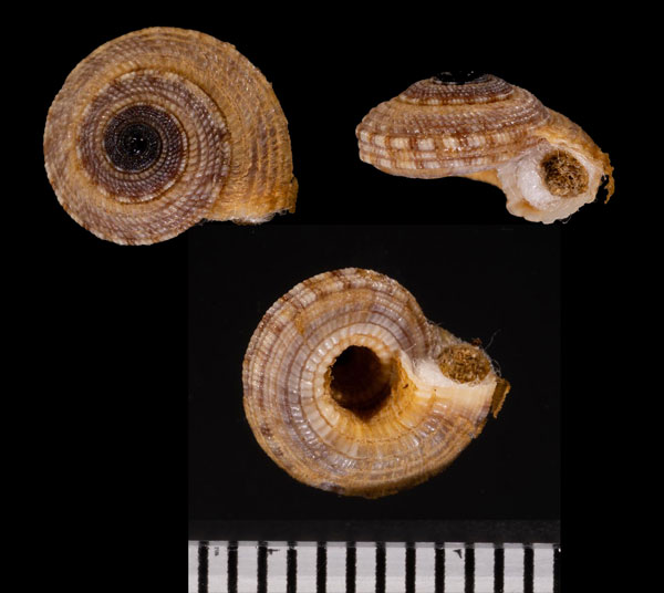 ヒラマキナワメグルマ Heliacus r000633 small