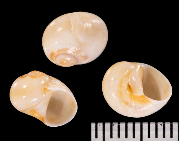 サルダーニャタマガイ (仮称) Natica r000634 small