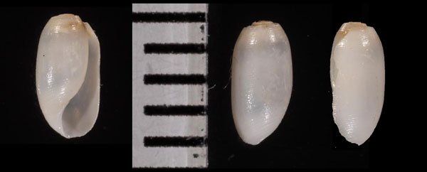 ワタゾココメツブ Truncacteocina r000636 small