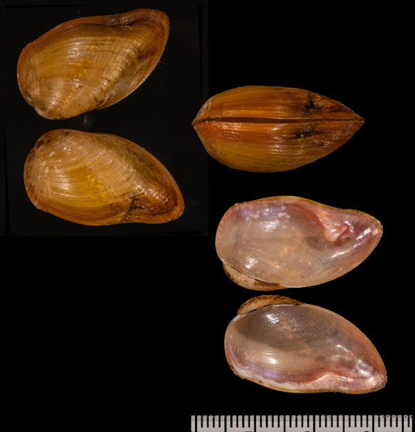 オオタマエ Musculus r000637 small