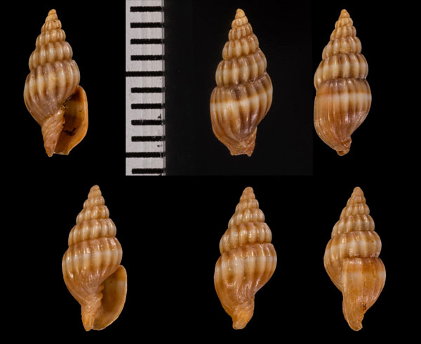 カワリミナミオトメフデ Austromitra r000638 small