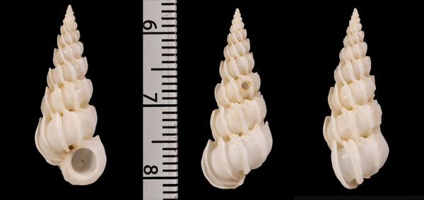 トウガタイトカケ Epitonium r000641 small