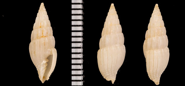 サガミツクシ 近似種 Vexillum r000642 small