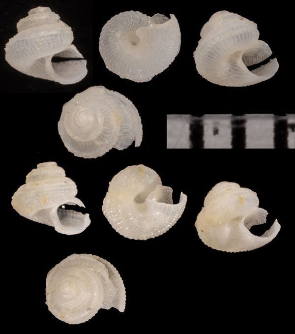 トグロクチキレエビス Anatoma r000643 small