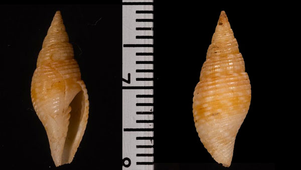 ケタセフデ Acromargarita r000644 small
