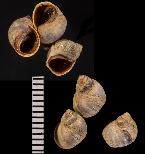 ヒトスジタマキビ Melarhaphe r000647 small