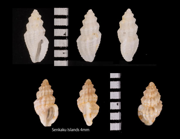 カマクラマンジ Guraleus r000648 small