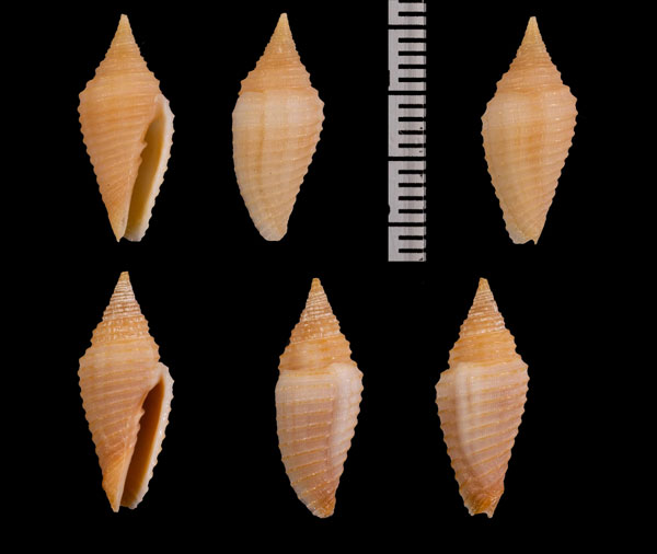フィルポッペフデ Imbricaria r000651 small