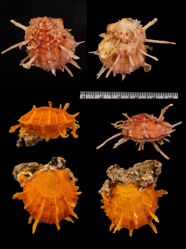 ショウジョウガイの一種 Spondylus r000653 small