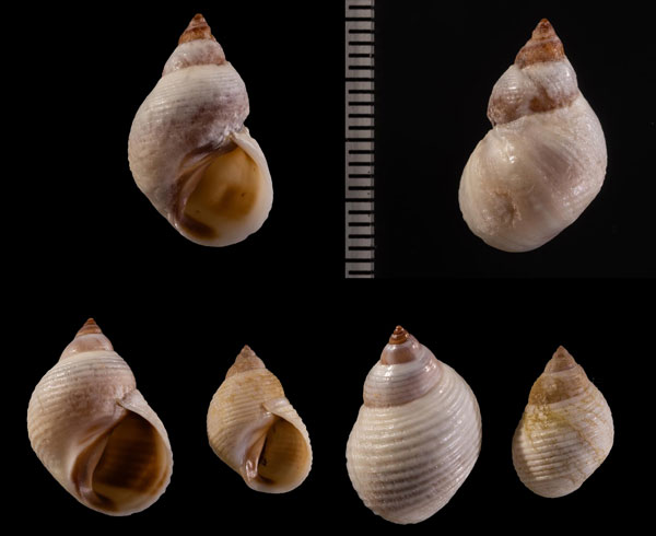トウマキタマキビ Littorina r000654 small