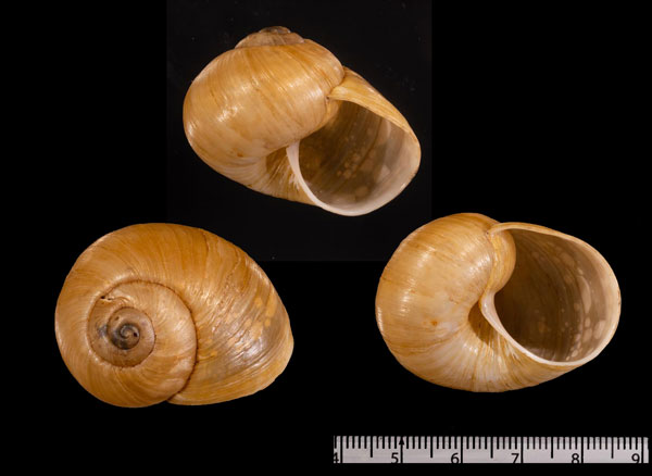 プチヤッコマイマイ (仮称) Helicophanta r000656 small