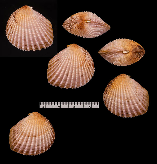 シンサンカクガイ Neotrigonia r000658 small