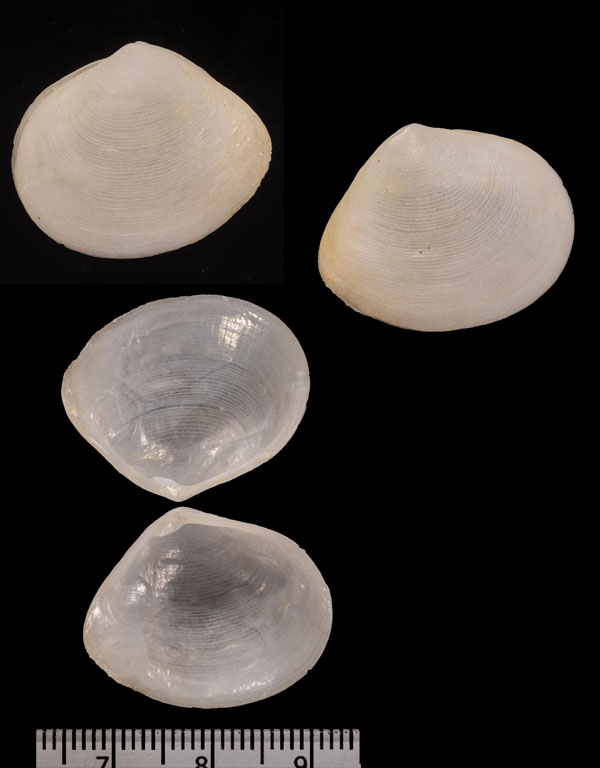 シロナノハナガイ Leptomya r000659 small
