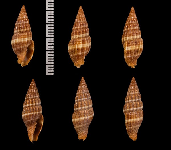 シロオビミノムシ Vexillum r000660 small