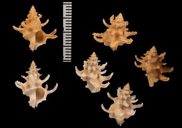 ユビナガヒメカセン Babelomurex r000662 small