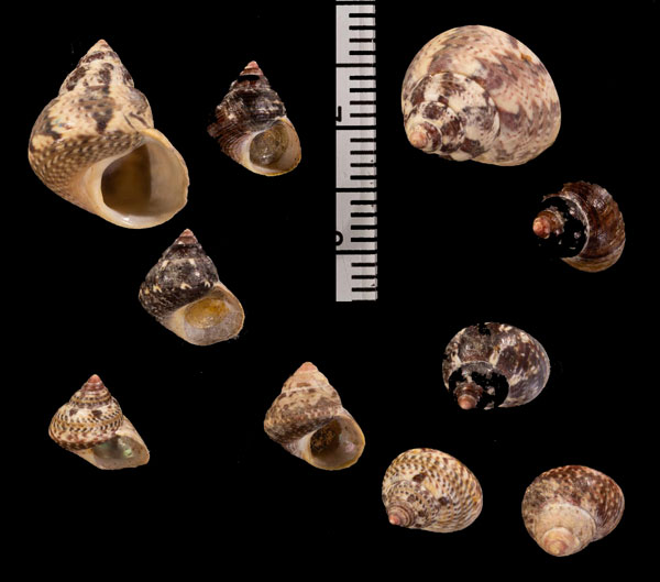エゾチグサ Cantharidus r000663 small